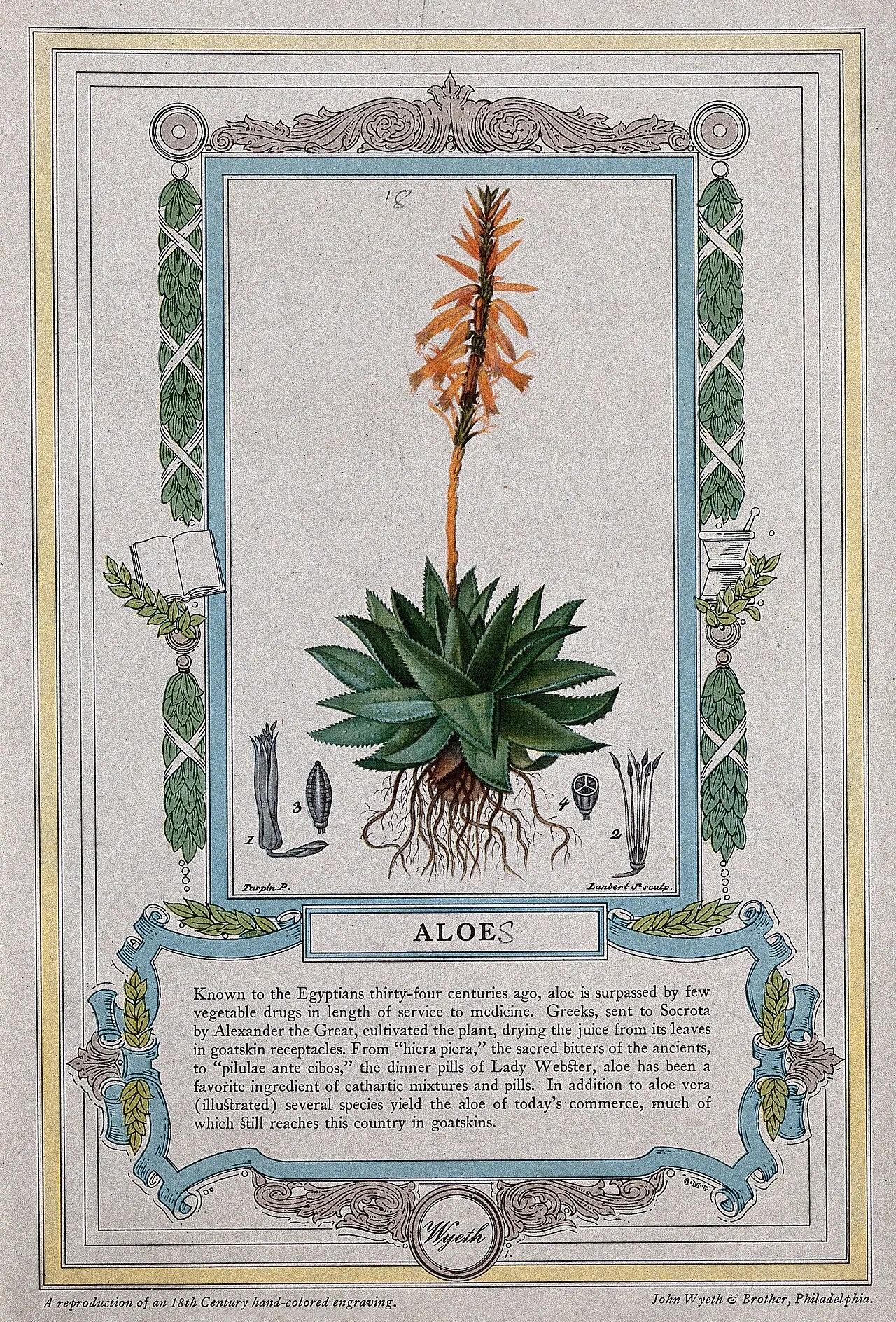 Lámina botánica de Aloe Vera