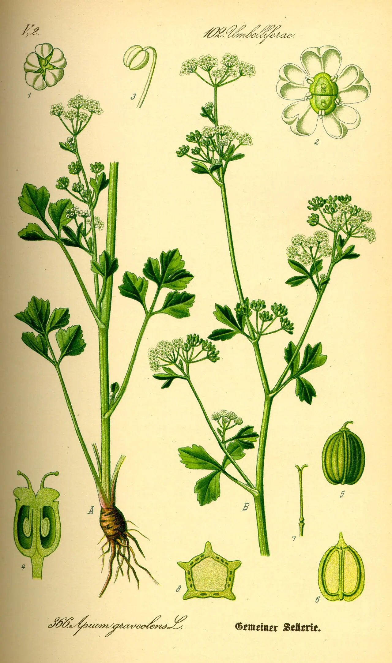 Lámina botánica de Apio