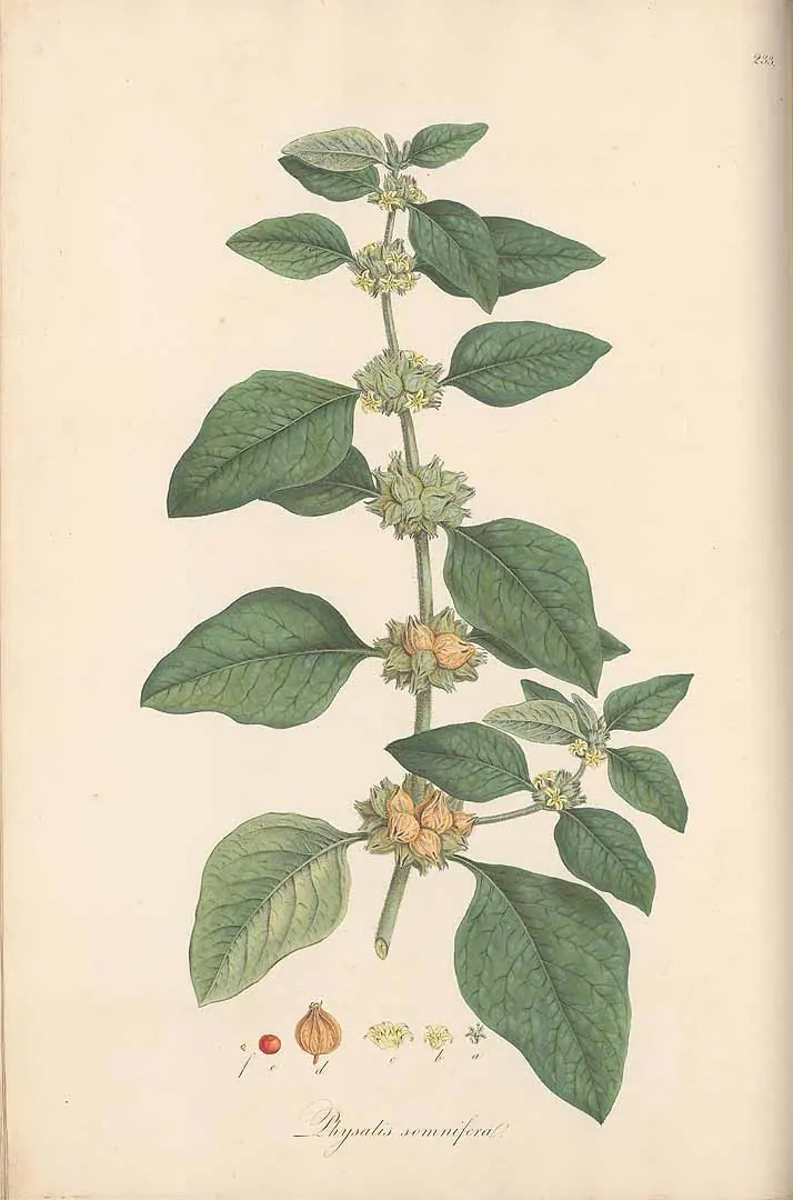 Lámina botánica de Ashwagandha