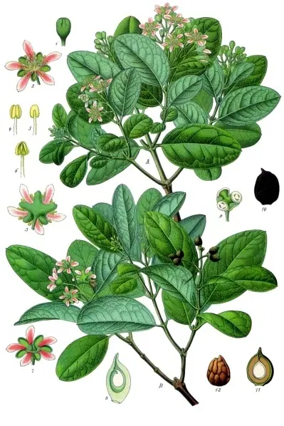 Lámina botánica de Boldo
