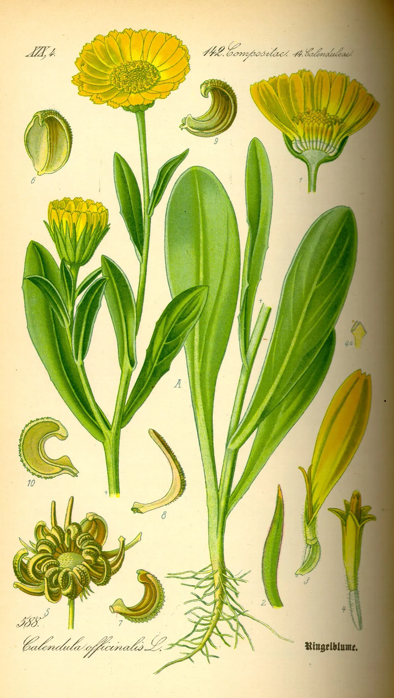 Lámina botánica de Caléndula