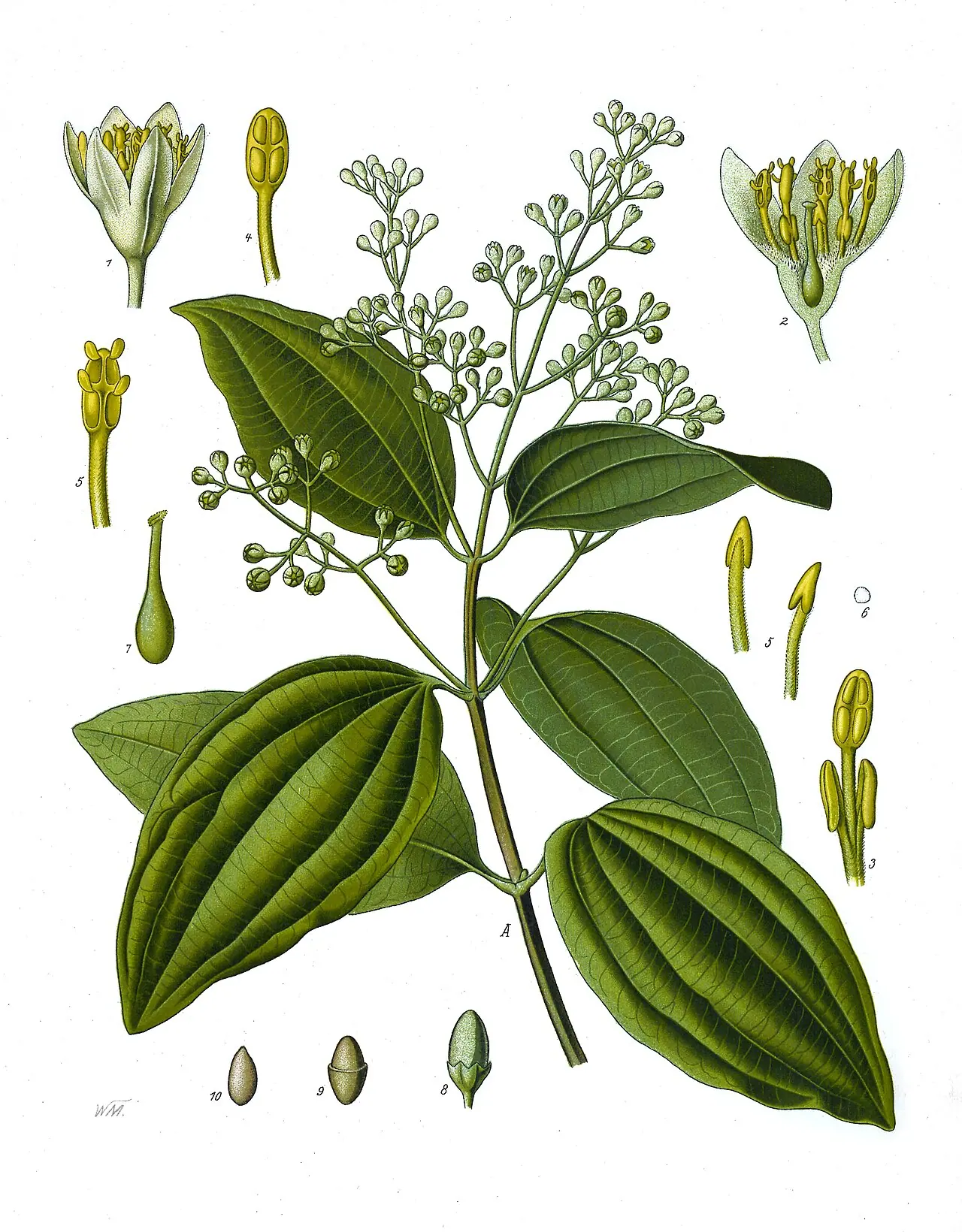 Lámina botánica de Canela