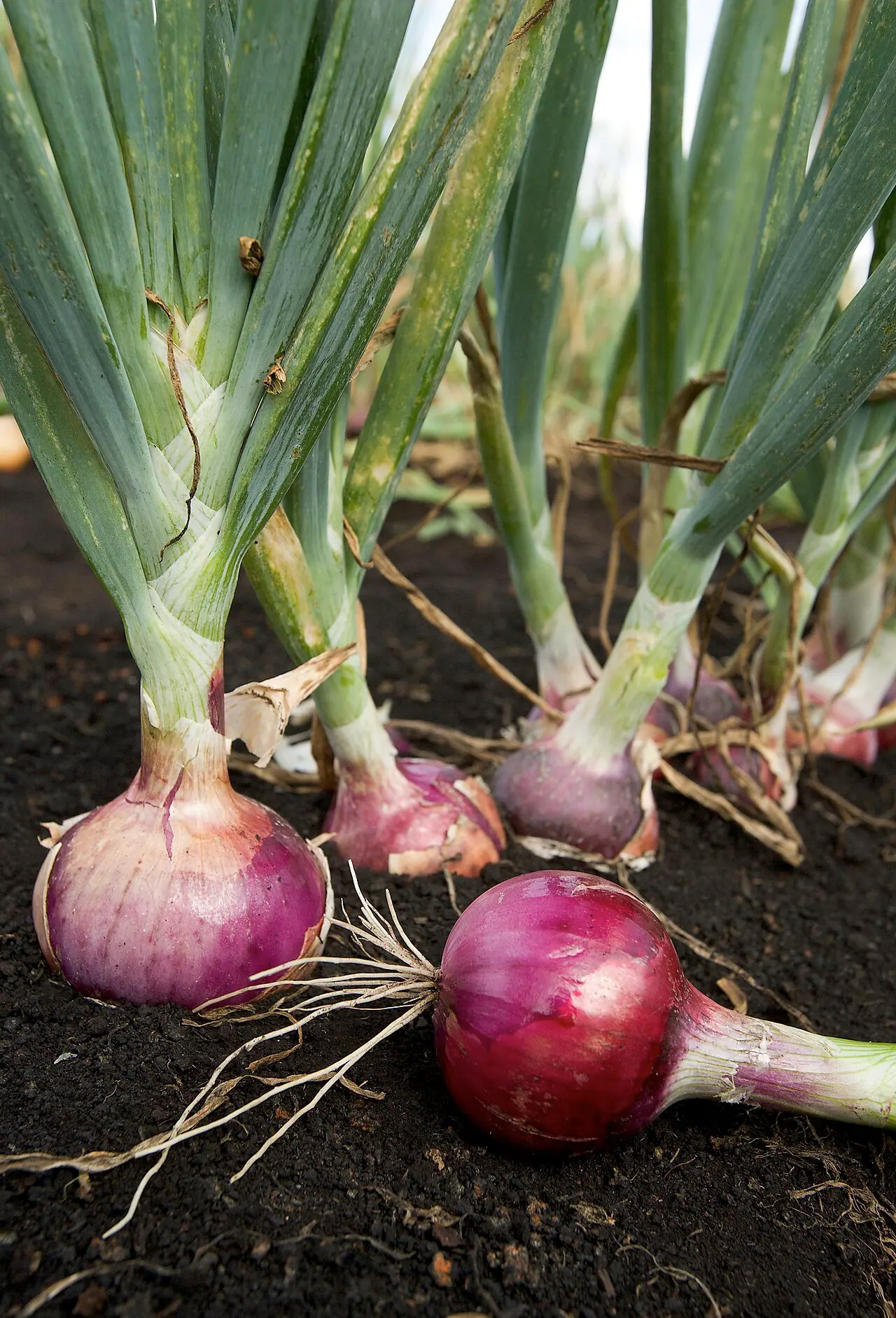 Foto de Cebolla
