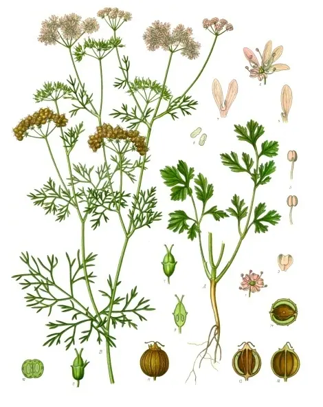 Foto de Cilantro