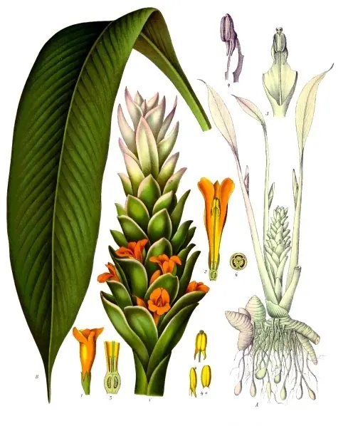 Foto de Cúrcuma
