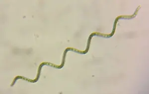 Foto de Espirulina