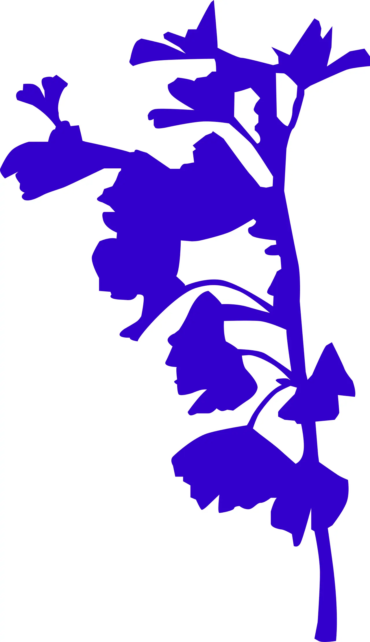 Lámina botánica de Ginkgo