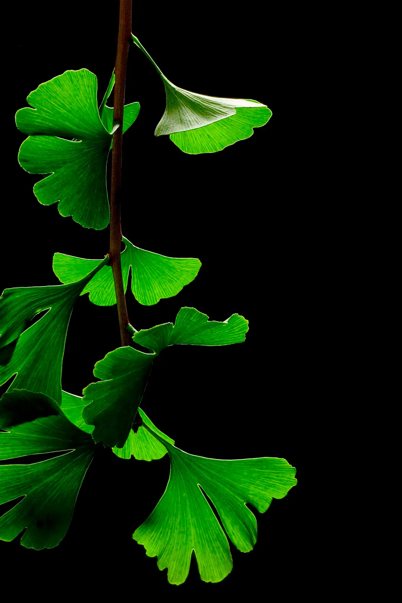 Foto de Ginkgo