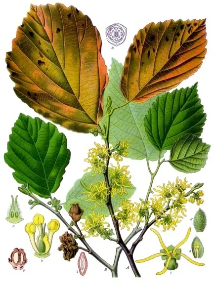 Lámina botánica de Hamamelis