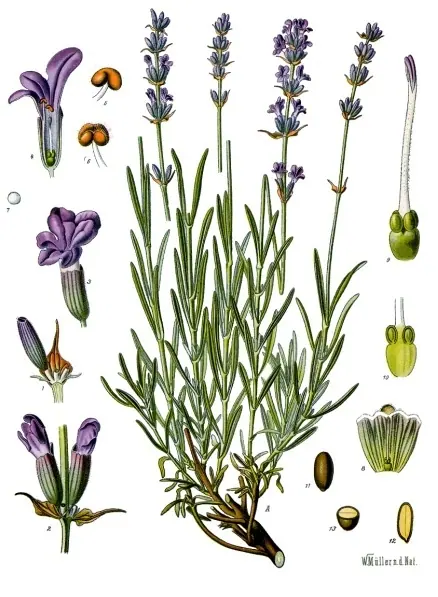 Foto de Lavanda