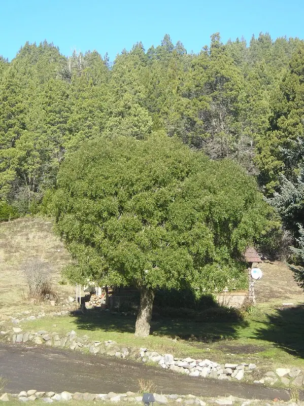 Foto de Maitén