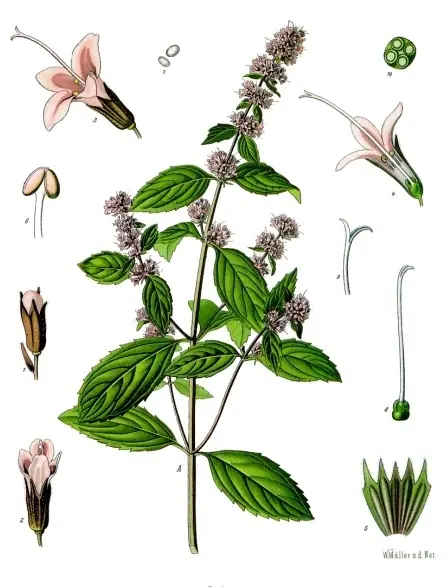 Lámina botánica de Menta