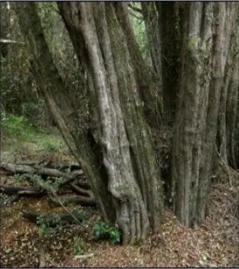 Foto de Pitra