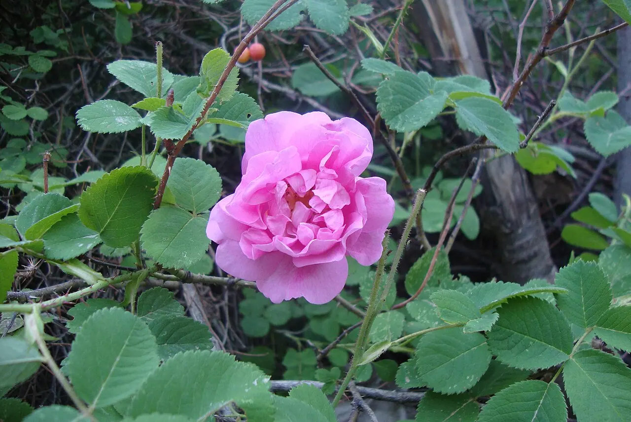 Foto de Rosa