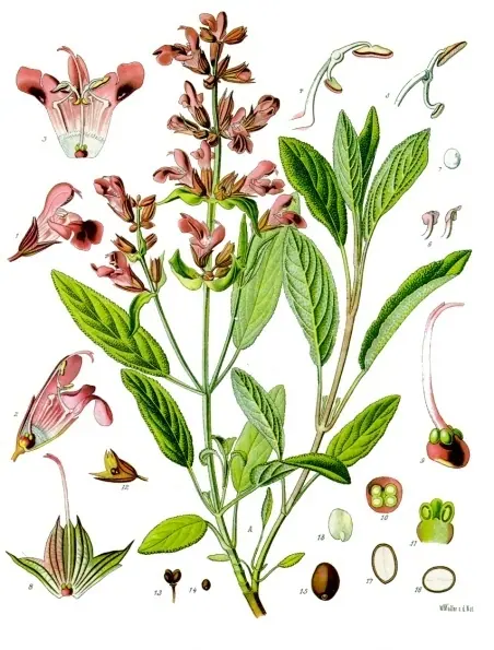 Lámina botánica de Salvia