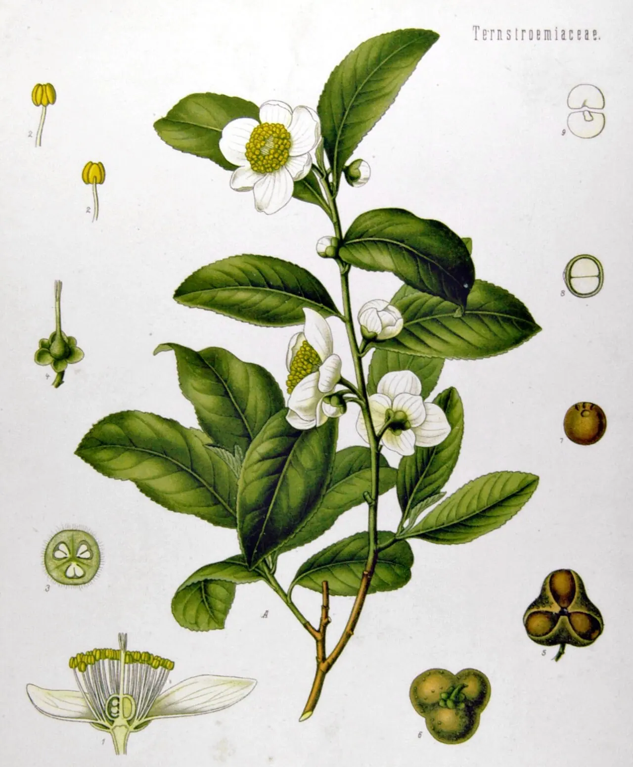 Lámina botánica de Té Verde