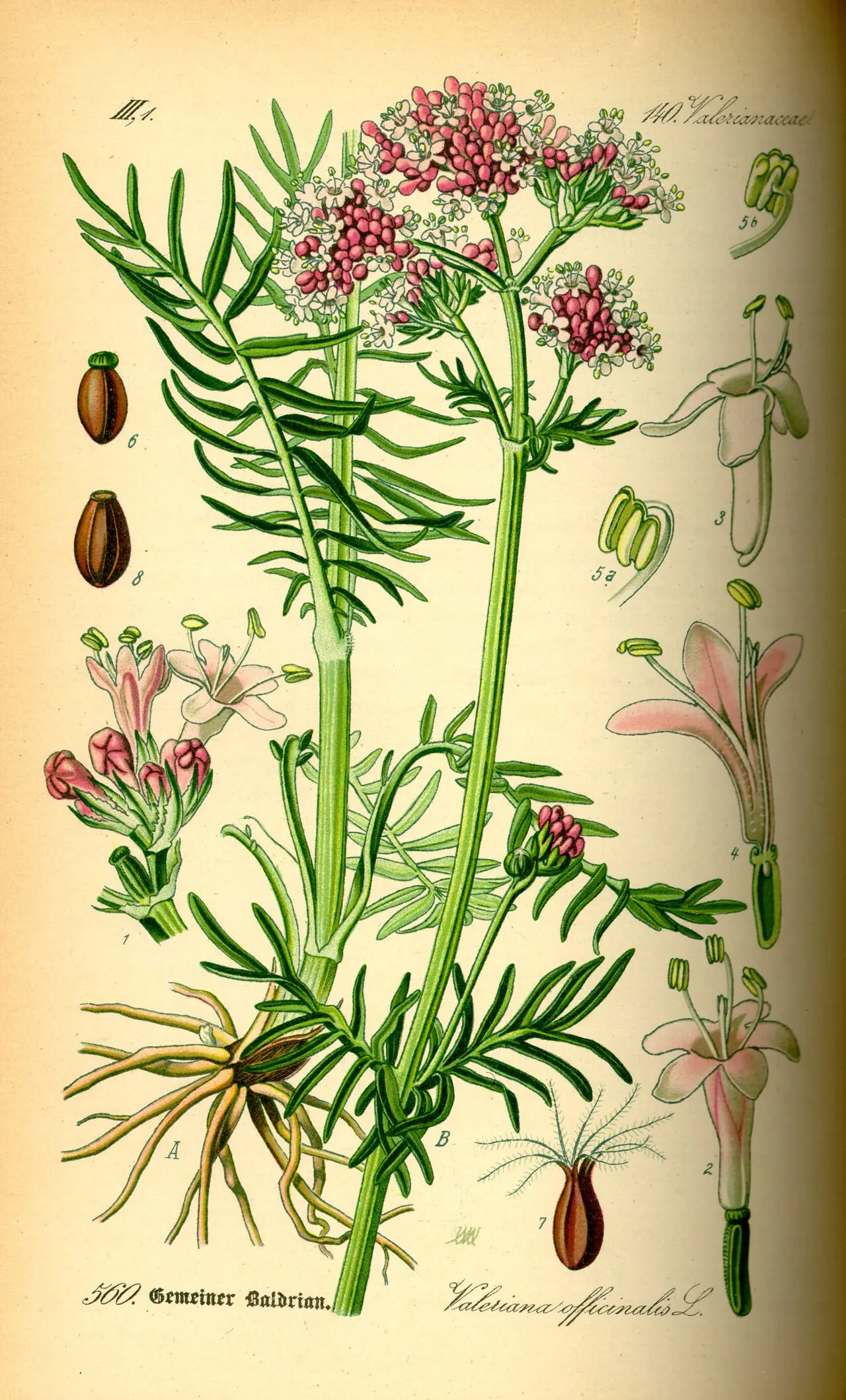 Lámina botánica de Valeriana