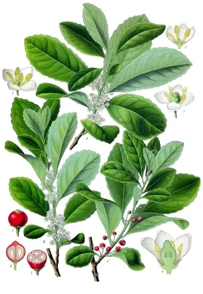 Lámina botánica de Yerba Mate